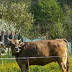 La Betulla *
