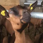 La Betulla Gospodarstwo agroturystyczne Brezzo