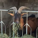 La Betulla Gospodarstwo agroturystyczne