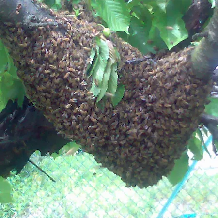 La Betulla *