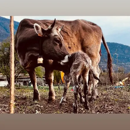 Séjour à la ferme La Betulla Brezzo