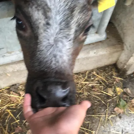 Séjour à la ferme La Betulla Brezzo