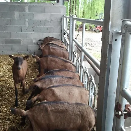 La Betulla