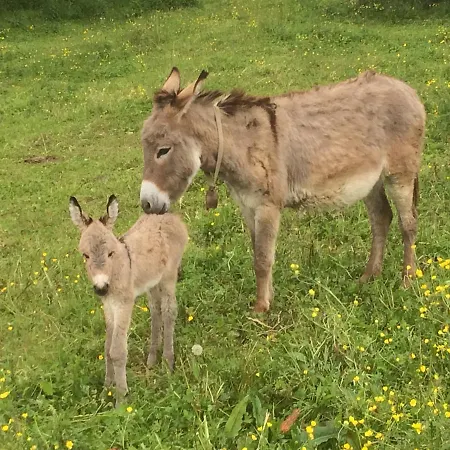 La Betulla Agroturismo