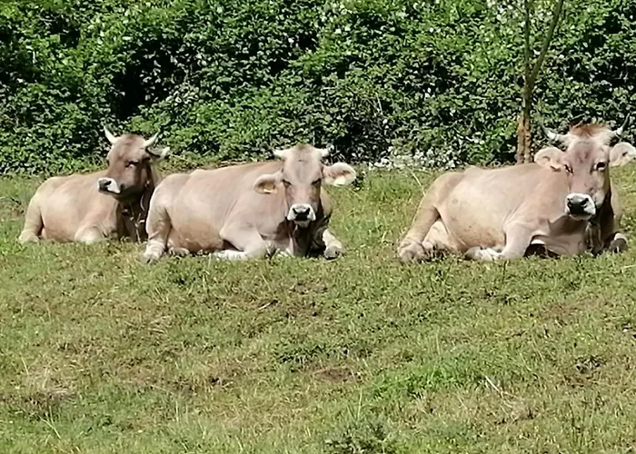 Agroturismo La Betulla Brezzo