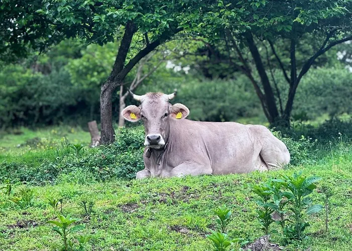 La Betulla Agroturismo Brezzo