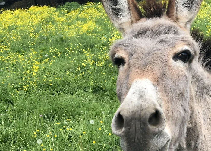 Agroturismo La Betulla