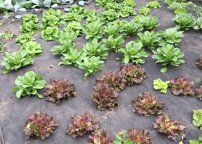 La Betulla Çiftlik konaklama Brezzo