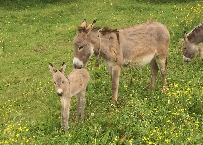 La Betulla Agroturismo