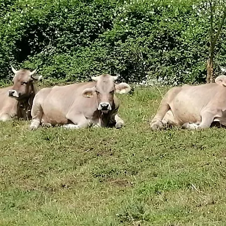 Bauernhof Agriturismo La Betulla Brezzo