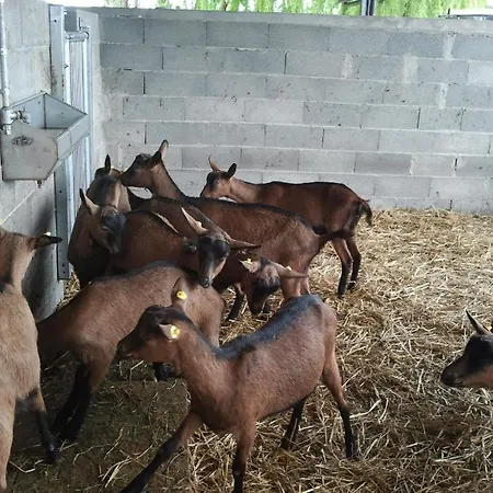 Agriturismo La Betulla Brezzo