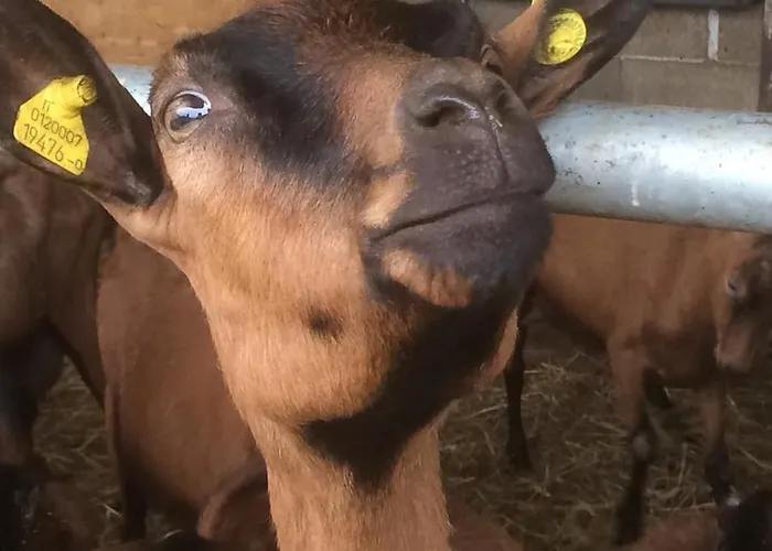 La Betulla 팜스테이 브레쪼